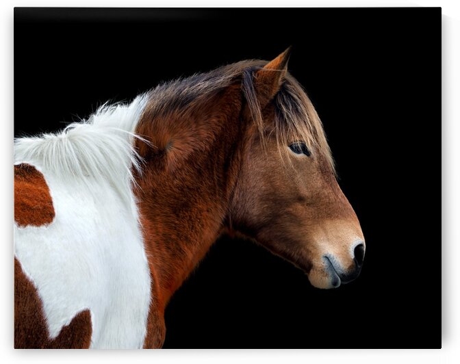 Assateague Pony Susi Sole Portrait On Black by Bill Swartwout Photography