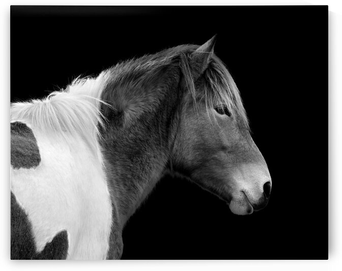 Assateague Pony Susi Sole Black And White Portrait by Bill Swartwout Photography