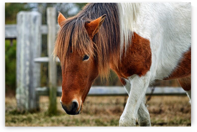 Assateague Pony Susi Sole N2BHS M  by Bill Swartwout Photography