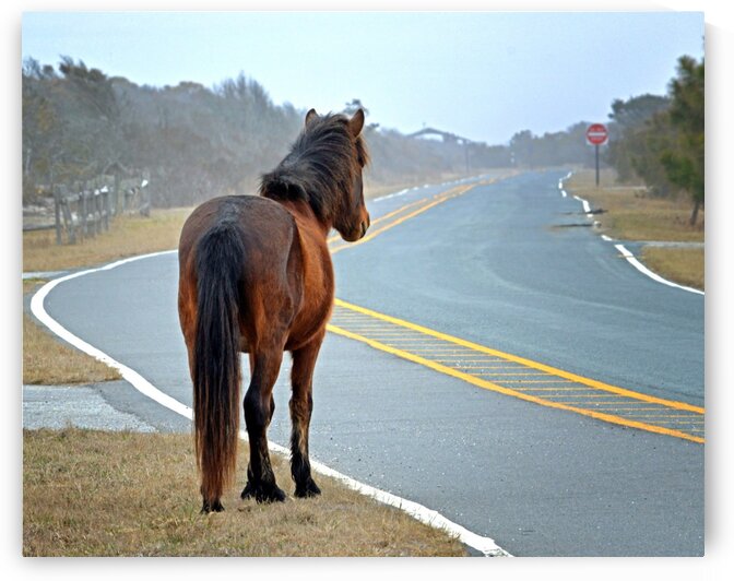 Delegates Pride Awaiting Assateague Island Tourists by Bill Swartwout Photography