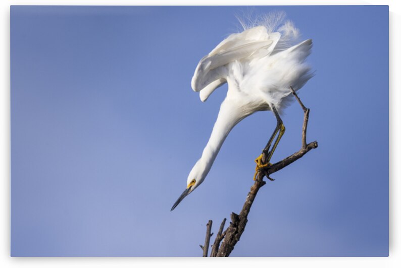 Because I Was Inverted - Snowy Egret at the Sacramento NWR - Glenn County California by Mike Lee