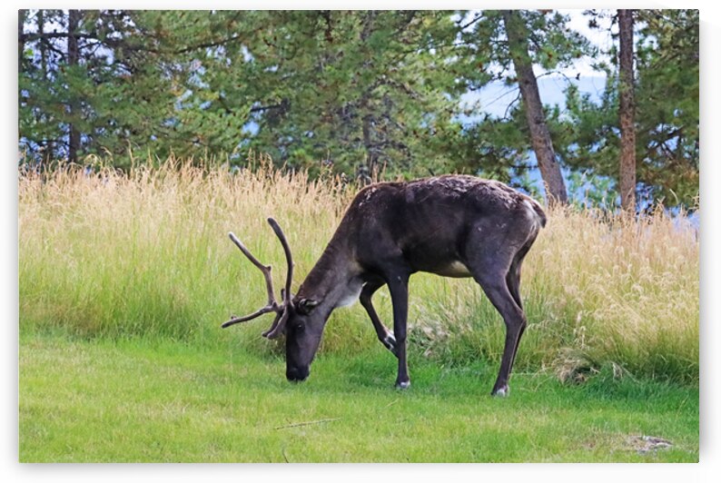 Woodland Caribou In Yukon by Deb Oppermann