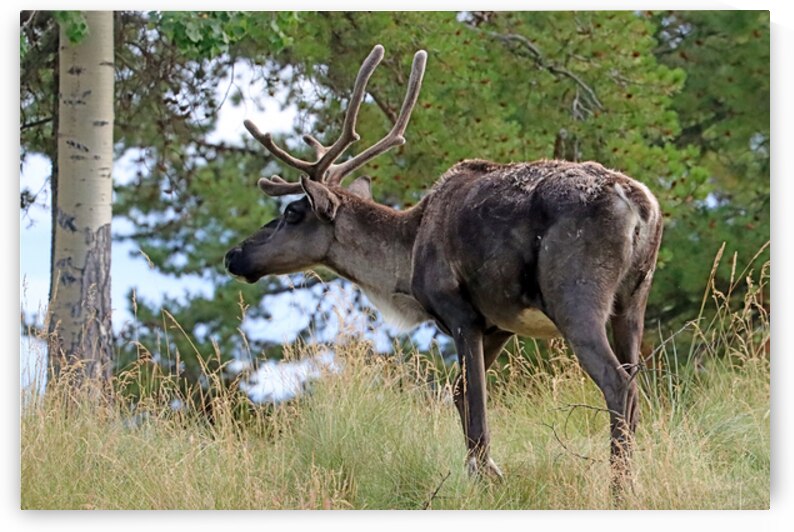 Woodland Caribou I In Yukon by Deb Oppermann
