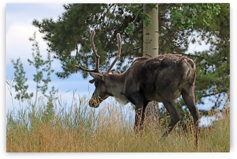 Woodland Caribou II In Yukon by Deb Oppermann