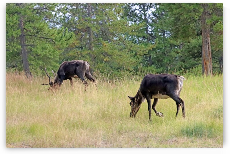 Woodland Caribou III In Yukon by Deb Oppermann