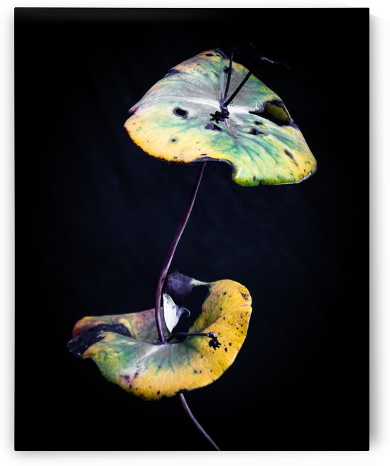 Nature Morte 1 by Michel W Boyer