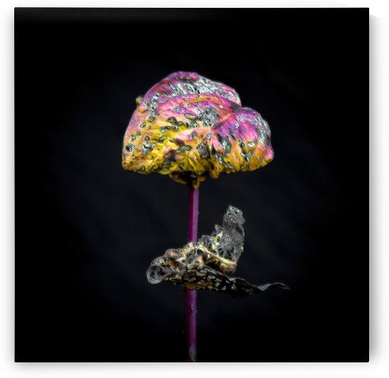 Nature Morte 3 by Michel W Boyer