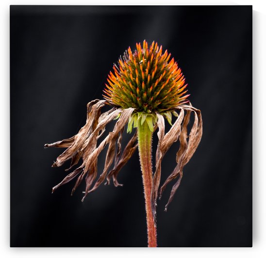 Nature Morte 4 by Michel W Boyer