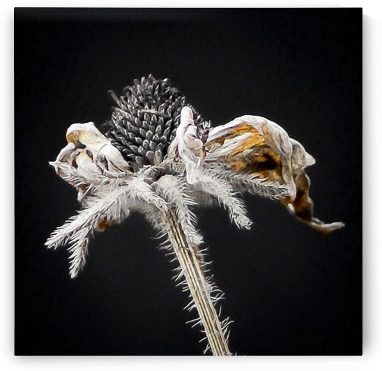 Nature Morte 5 by Michel W Boyer