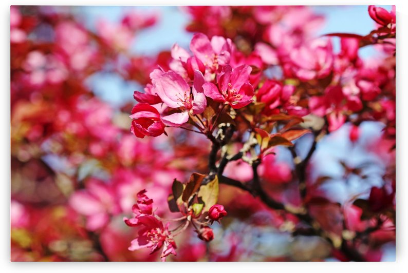 Bright Crabapple Pink by Deb Oppermann