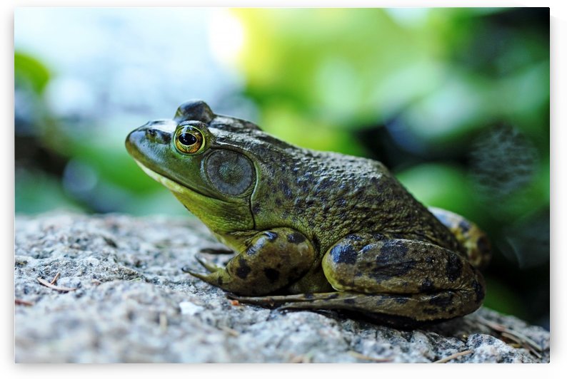 Bullfrog by Deb Oppermann