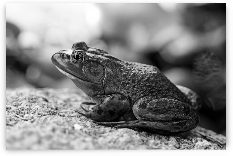 Bullfrog Black And White by Deb Oppermann