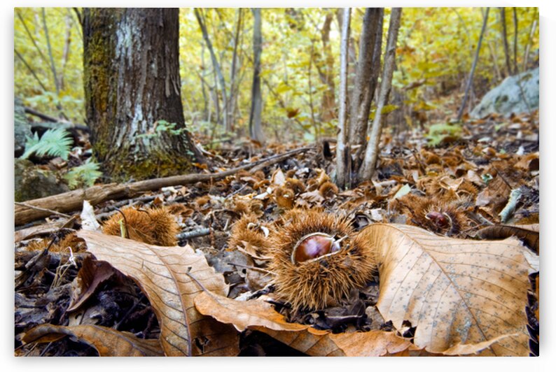 AUTUMN SWEETNESSES by Sergio Cerrato