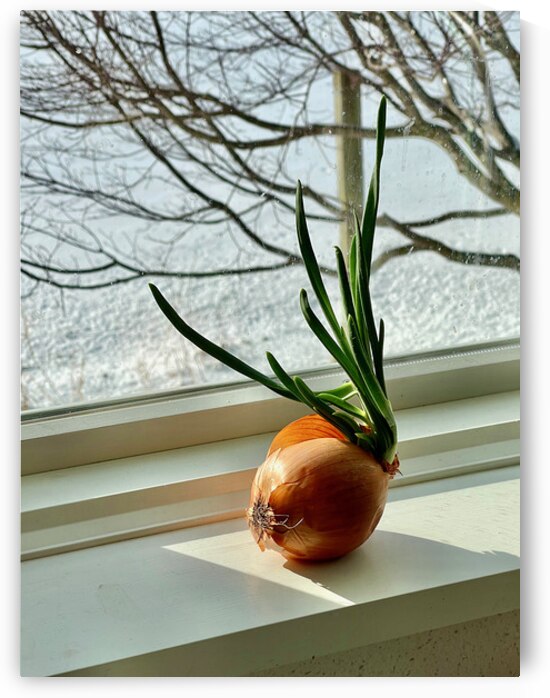 Berkshire Onion by Jonathan Ralton
