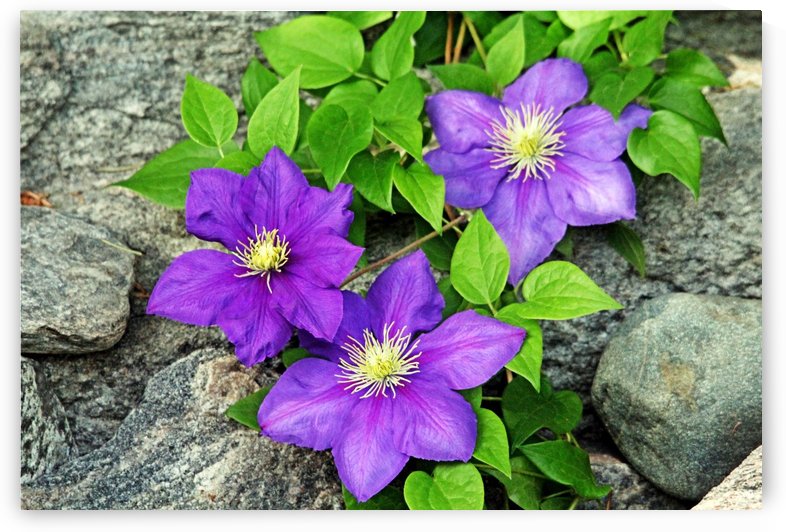 Purple Clematis On The Rocks by Deb Oppermann