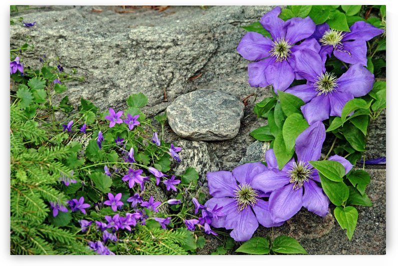 Purple On The Rocks by Deb Oppermann