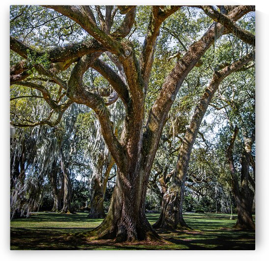 Live Oaks Louisiana Plantation 1 by MichaelBarley
