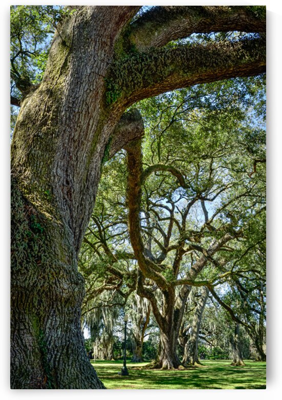 Live Oaks Louisiana Plantation 3 by MichaelBarley