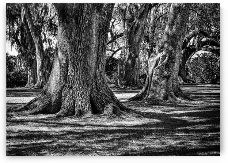 Live Oaks Louisiana Plantation 1 3 by MichaelBarley