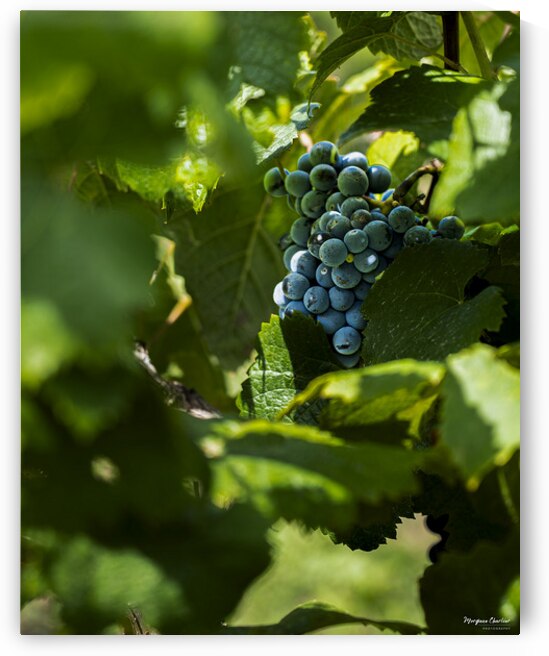 GRAPES IN A VINEYARD by Morgane Charlier Photography