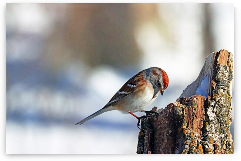 American Tree Sparrow Head Bowed by Deb Oppermann