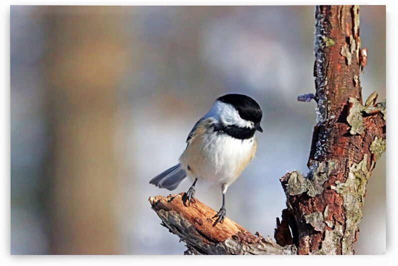 Timid Black Capped Chickadee by Deb Oppermann