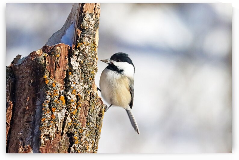 Black Capped Chickadee With Seed by Deb Oppermann