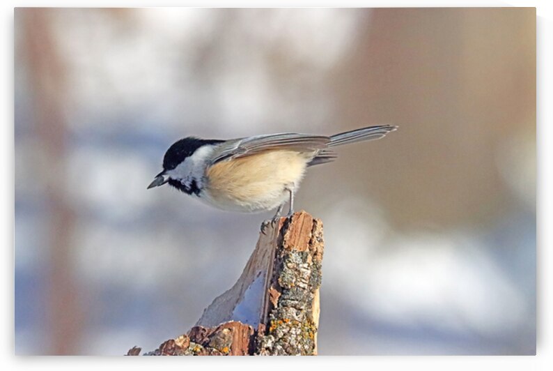 Black Capped Chickadee With Seed I by Deb Oppermann