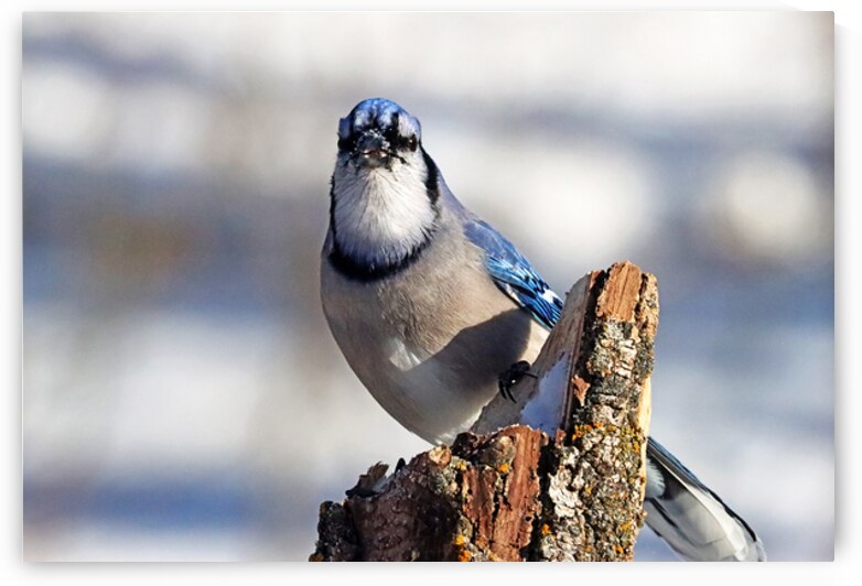 Blue Jay Stare by Deb Oppermann