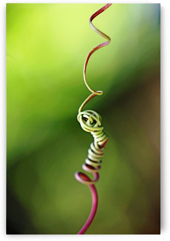 Knotted by Deb Oppermann