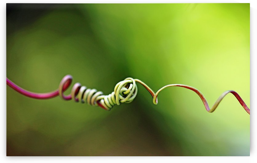 Knotted I by Deb Oppermann