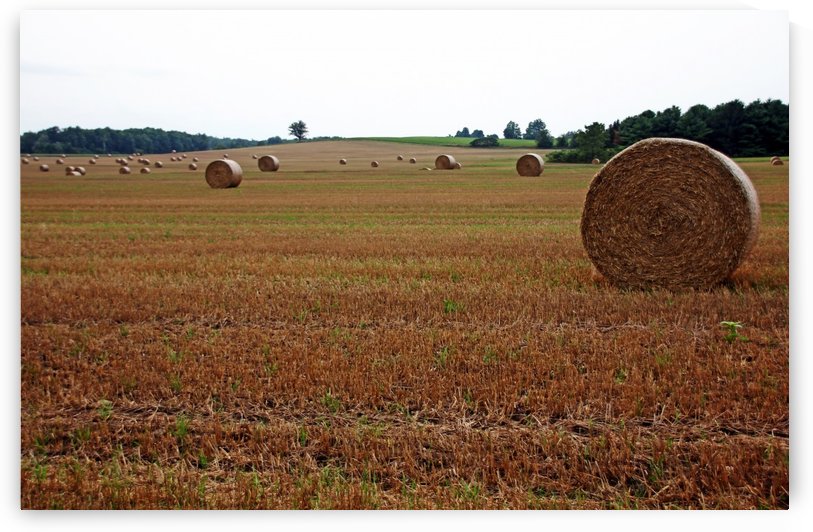 Rolled Gold by Deb Oppermann