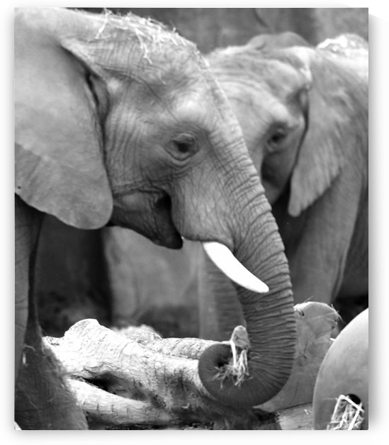 Elephants by H.Hart Photography