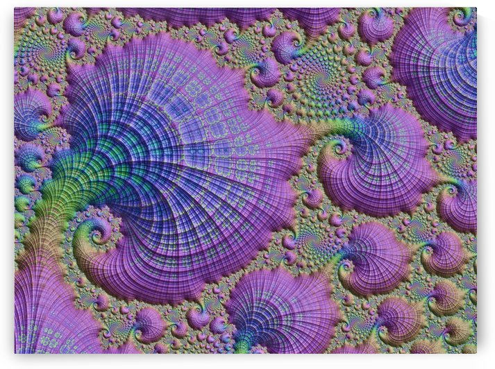 She Sells Sea Shells by HH Photography of Florida