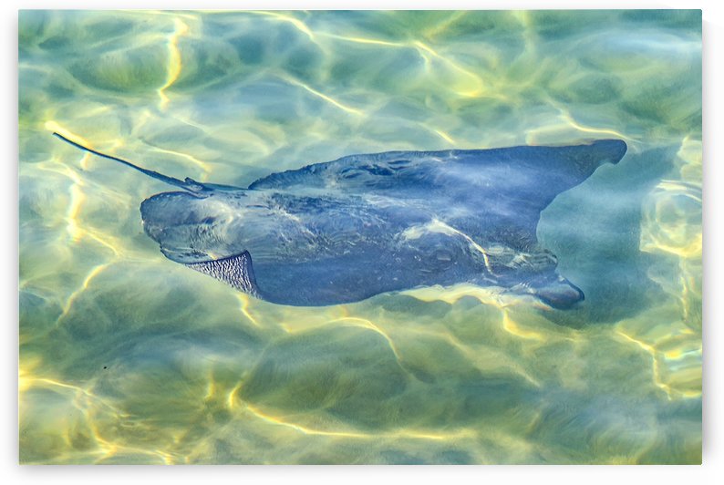 Stingray at Pacific Ocean, Galapagos   Ecuador by Daniel Ferreia Leites Ciccarino