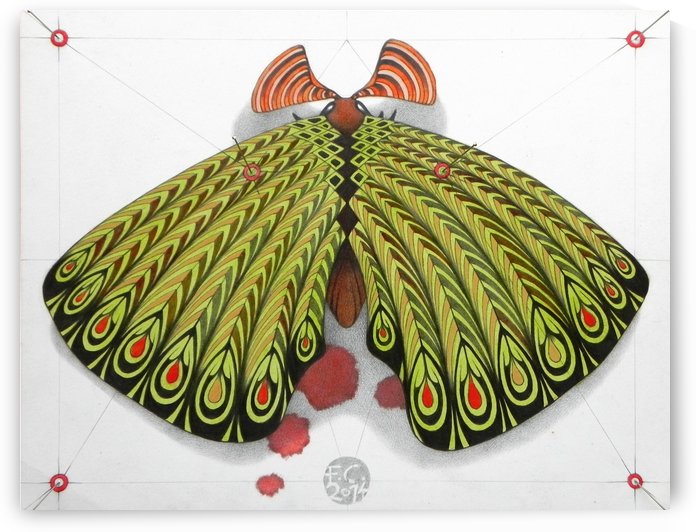 green moth by federicocortese