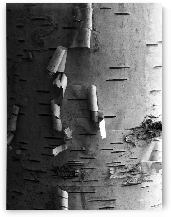 Birch Curls by Dave Therrien