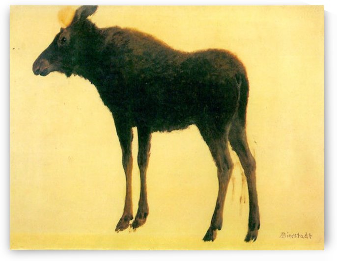 Elk by Bierstadt