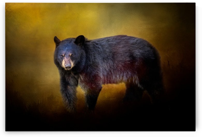 Bear by Michel Soucy
