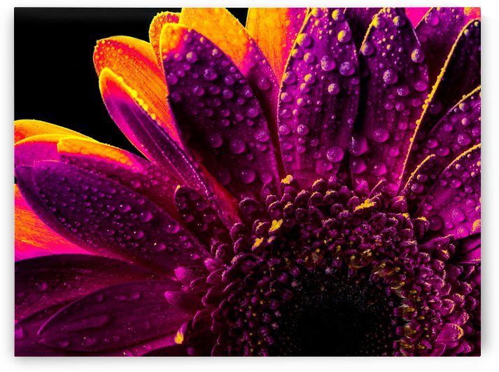 Flash Froozen in Time by Verinder Grewal Photography