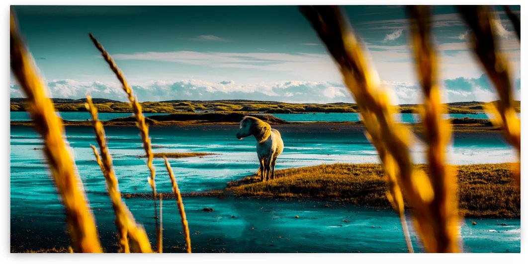 Wild Horses by Verinder Grewal Photography