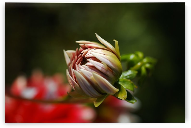 Dahlia On Dahlia Pillow by Joy Watson
