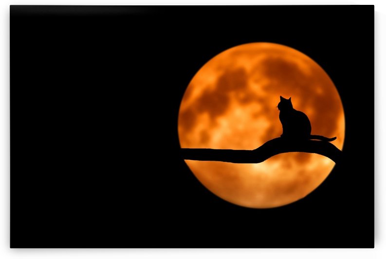 tree cat silhouette moon full moon by Shamudy