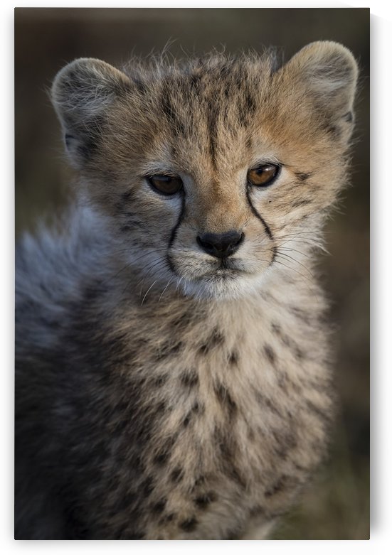 Cheetah Cub by JADUPONT PHOTO