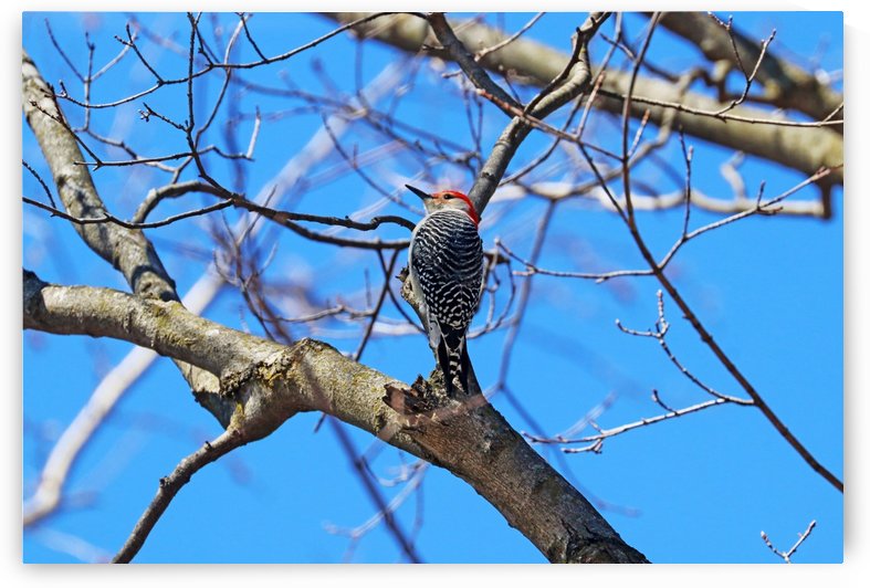 Red Bellied Woodpecker In Spring by Deb Oppermann