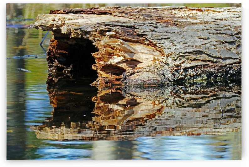 Hollow Log Reflection In Pond by Deb Oppermann