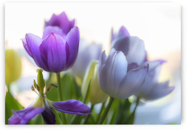 Purple and blue tulips by Leighton Collins