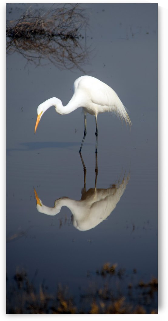 Who Are You White Egret by Frank Wilson