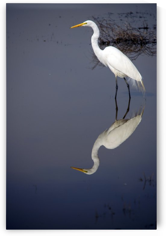 White Egret Reflection by Frank Wilson