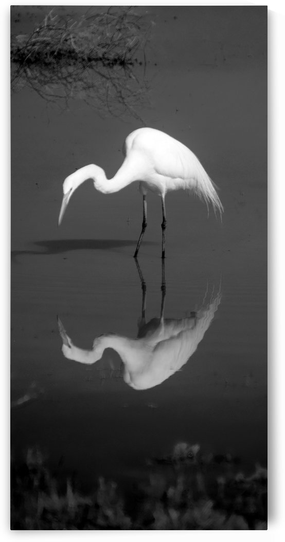 Who Are You White Egret BW by Frank Wilson